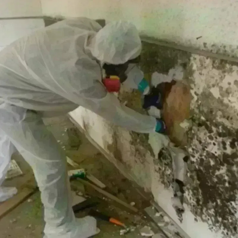 Mold Remediation and Removal in Mesquite, NV